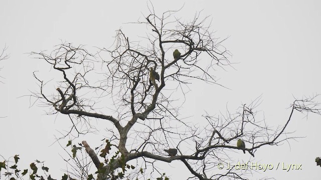African Green-Pigeon (African) - ML201470371