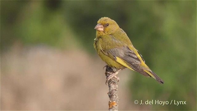 European Greenfinch - ML201470491