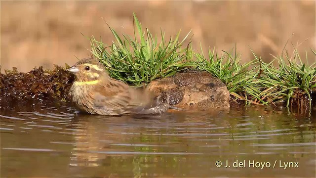 Cirl Bunting - ML201470561