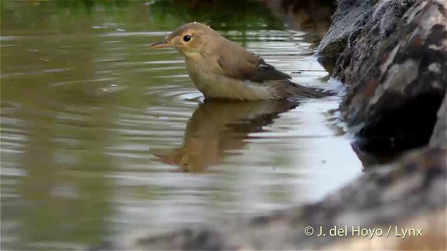 Melodious Warbler - ML201470641
