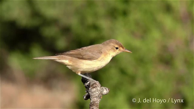 Melodious Warbler - ML201470651
