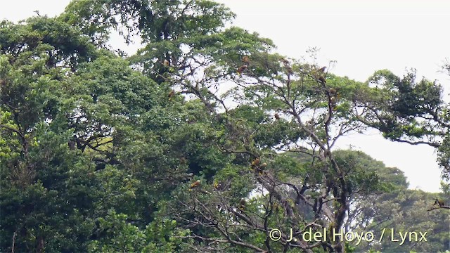 Amazona de San Vicente - ML201471311