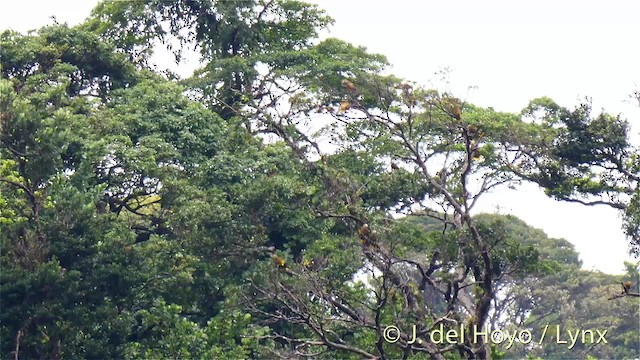 Amazona de San Vicente - ML201471381