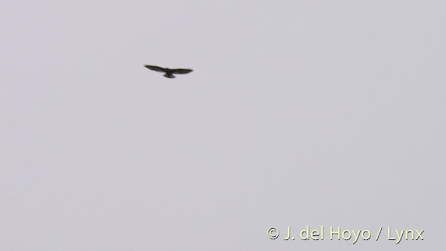 Broad-winged Hawk (Caribbean) - ML201471391