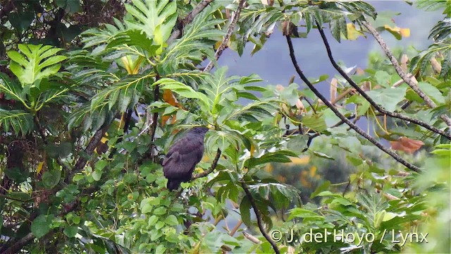 Чёрный крабоед (anthracinus/utilensis) - ML201471401