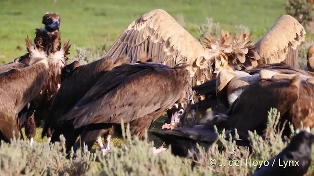 Cinereous Vulture - ML201471461