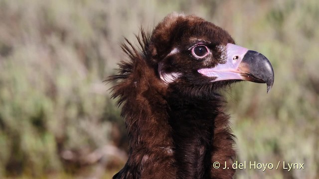 Cinereous Vulture - ML201471481