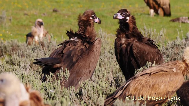 Cinereous Vulture - ML201471491