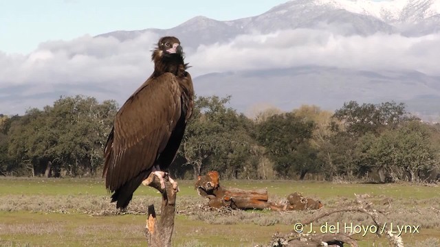 Cinereous Vulture - ML201471591