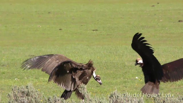 Cinereous Vulture - ML201471601
