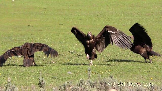 Cinereous Vulture - ML201471611