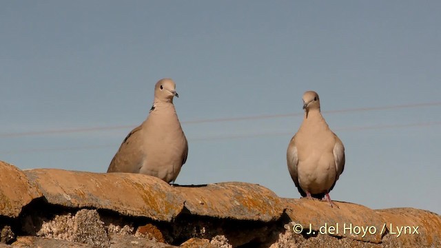 Eurasian Collared-Dove - ML201471891