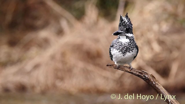 Crested Kingfisher - ML201472021