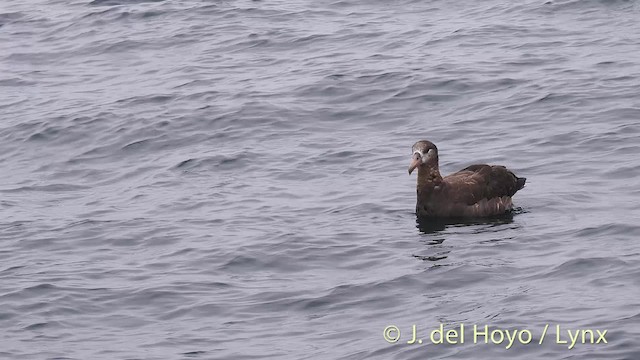Albatros à pieds noirs - ML201472061