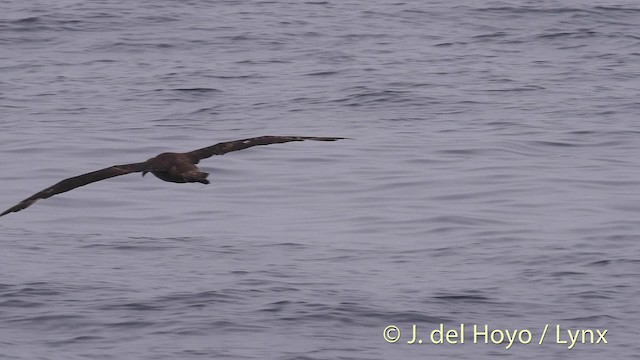 albatros černonohý - ML201472071