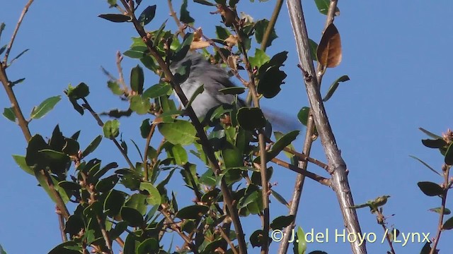 Blue-gray Gnatcatcher (obscura Group) - ML201472221