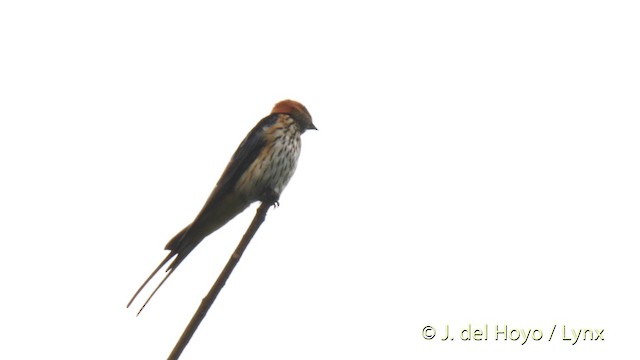 Lesser Striped Swallow - ML201472251