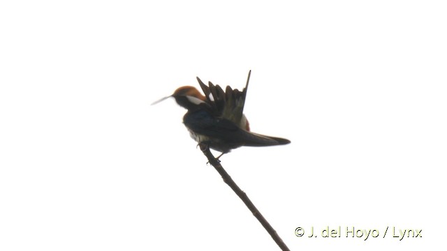 Lesser Striped Swallow - ML201472261