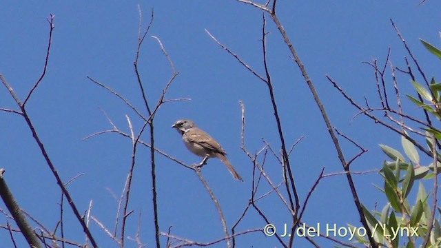 Bell's Sparrow (belli) - ML201472311