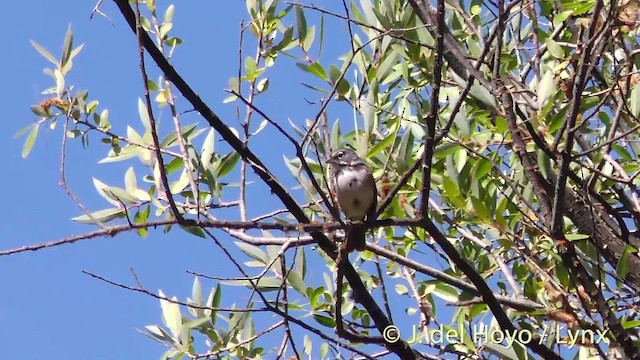 Bell's Sparrow (belli) - ML201472321