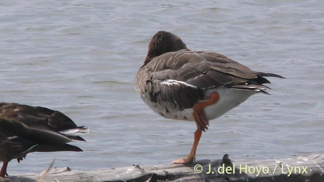 Greater White-fronted Goose - ML201472371