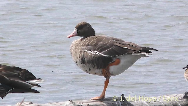 Greater White-fronted Goose - ML201472381
