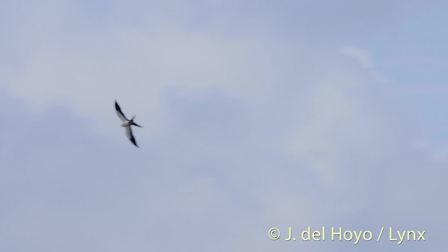 Swallow-tailed Kite - ML201472491