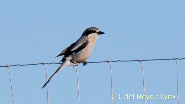 Iberian Gray Shrike - ML201472711