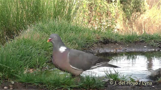 Common Wood-Pigeon (White-necked) - ML201473061