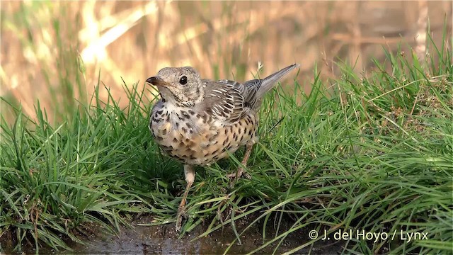 Mistle Thrush - ML201473071