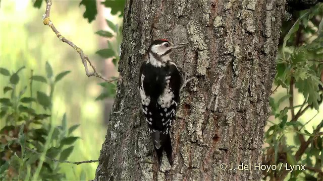 Great Spotted Woodpecker (Great Spotted) - ML201473161
