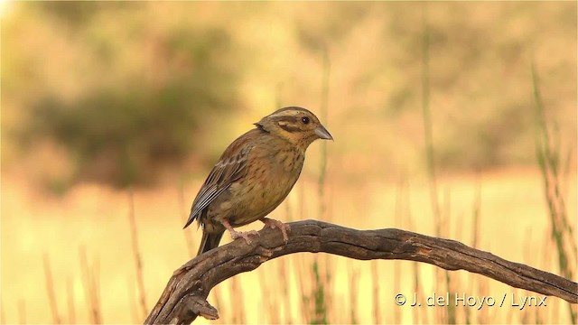 Cirl Bunting - ML201473201