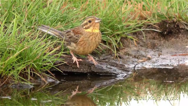 Cirl Bunting - ML201473211