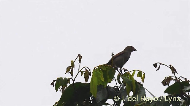 Lesser Antillean Bullfinch - ML201473221
