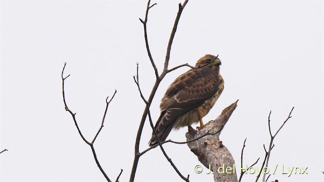 Broad-winged Hawk (Caribbean) - ML201473411