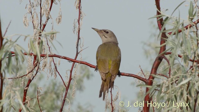 Gray-headed Woodpecker (Gray-headed) - ML201473481