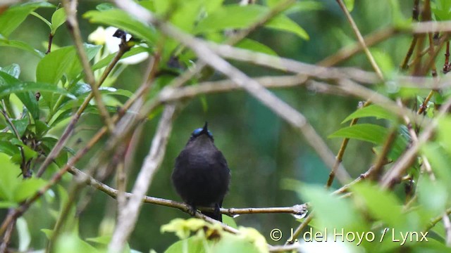 Antillean Crested Hummingbird (St. Vincent) - ML201473521