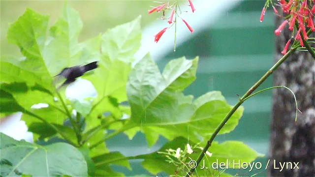 Antillean Crested Hummingbird (St. Vincent) - ML201473541