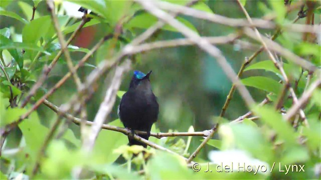 Antillean Crested Hummingbird (St. Vincent) - ML201473551