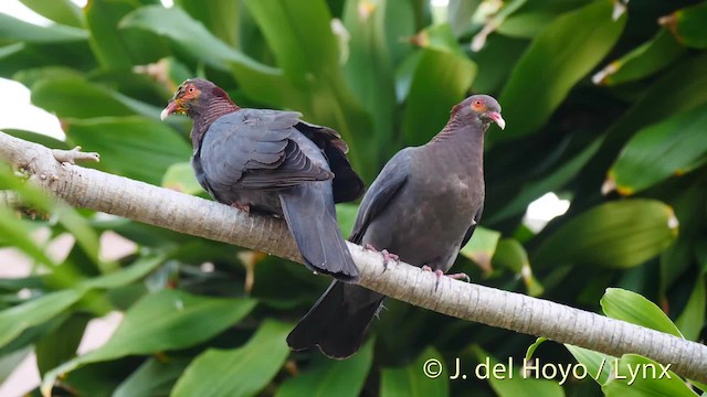 Scaly-naped Pigeon - ML201473651