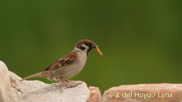 Eurasian Tree Sparrow - ML201473711