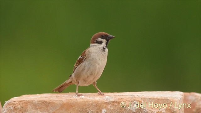 Eurasian Tree Sparrow - ML201473721