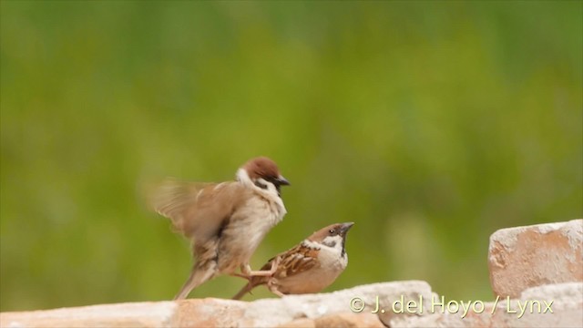 Eurasian Tree Sparrow - ML201473731