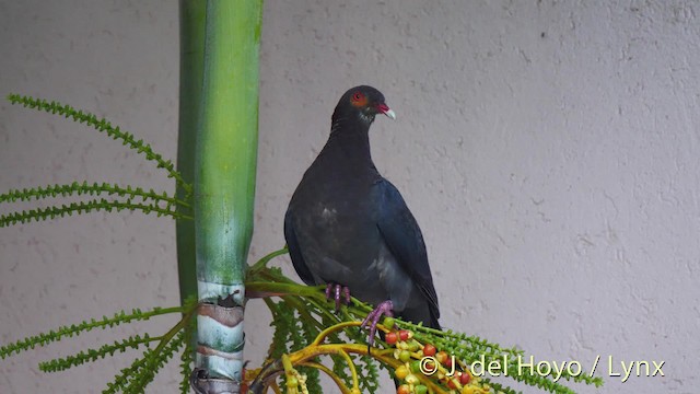 Scaly-naped Pigeon - ML201473801