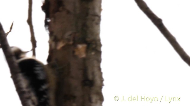 Gray-capped Pygmy Woodpecker - ML201473851