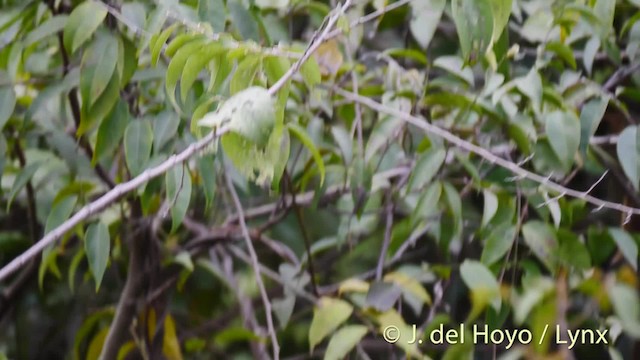 Yellow-bellied Warbler - ML201473861