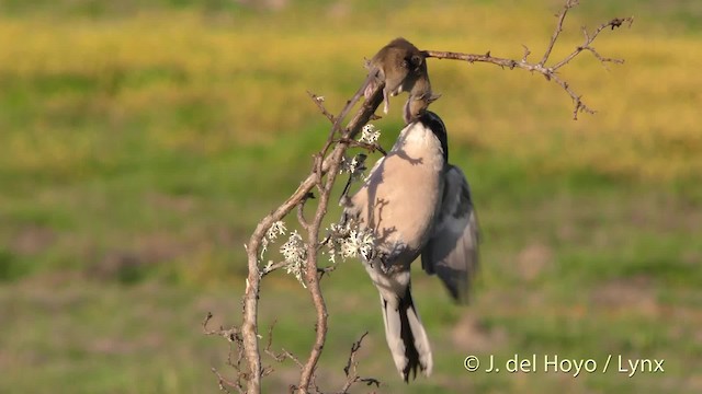 Iberian Gray Shrike - ML201474411