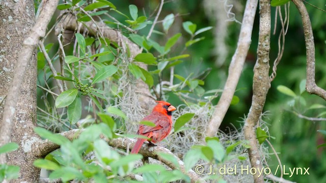 Красный кардинал [группа cardinalis] - ML201474651