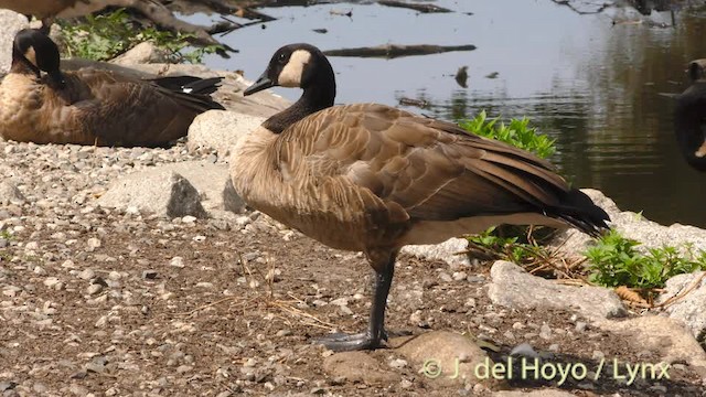 Barnacla Canadiense Grande (moffitti/maxima) - ML201474701