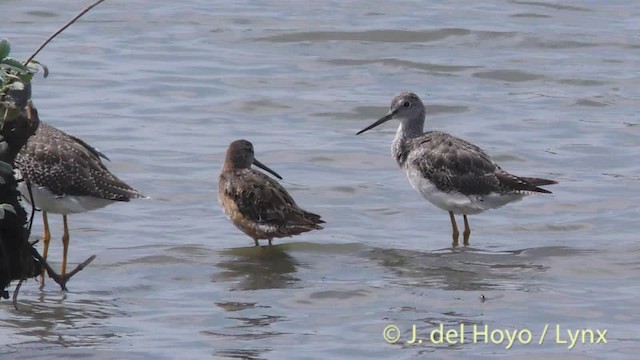 Long-billed Dowitcher - ML201474741